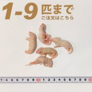 冷凍ピンクマウス Mサイズ　1匹〜9匹ご注文