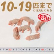 冷凍ピンクマウス Lサイズ　10匹〜19匹ご注文【割引あり】