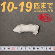 冷凍ホッパーマウス Sサイズ　10匹〜19匹ご注文【割引あり】