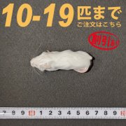 冷凍ホッパーマウス Mサイズ　10匹〜19匹ご注文