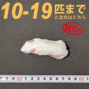 冷凍ホッパーマウス Lサイズ　10匹〜19匹ご注文【割引あり】