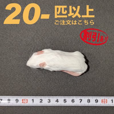 冷凍ホッパーマウス Lサイズ | - cafe & snake - 東京スネークセンター