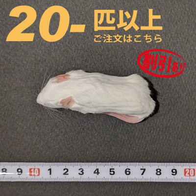 冷凍アダルトマウス Mサイズ | - cafe & snake - 東京スネークセンター