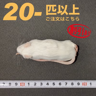 冷凍アダルトマウスL 200匹【専用】 hsjch.gob.pe