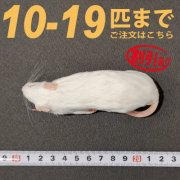 冷凍リタイアマウス　10匹〜19匹ご注文
