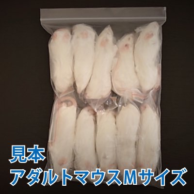 冷凍リタイアマウス | - cafe & snake - 東京スネークセンター
