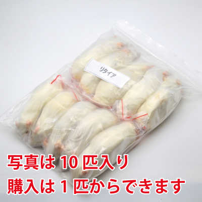 国産冷凍マウス リタイア　30匹(一部地域発送不可) 冷凍リタイアマウス | 東京スネークセンター