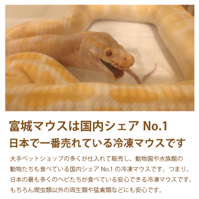 冷凍リタイアマウス | 東京スネークセンター