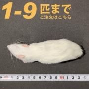 ラット ピンクラット/30g/SS/S/M/L (10g～500g) - 原宿の