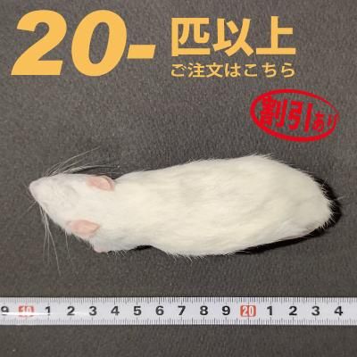 冷凍ラットＳ約31〜50g   20匹