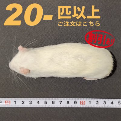 冷凍ラット〜540g 20cm程 8匹-