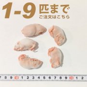 冷凍ファジーマウス　1匹〜9匹ご注文