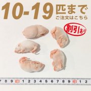 冷凍ファジーマウス　10匹〜19匹ご注文【割引あり】