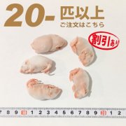 冷凍ファジーマウス　20匹以上ご注文【割引あり】