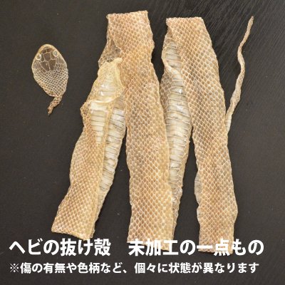 蛇 抜け殻 116cm以上爬虫類両生類ヘビ - 爬虫類/両生類用品