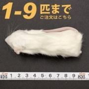 piero　ラットM 　ML　L　LL25匹　オマケ付 オーデマ ピゲ ロイヤルオーク オートマティック 50周年記念