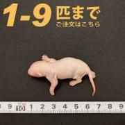 白☆蛇　国産冷凍ラット 爬虫類の餌 国産冷凍ラット 40g 50g 10匹入 個包装 - メルカリ