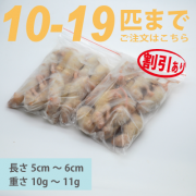 ����ԥ󥯥�åȡ�10ɤ��19ɤ�ڳ�������