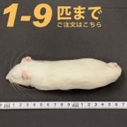 冷凍ラット 300g以上 30匹セット Amazon | 国産冷凍ラット (ファジー M 30 g 5匹) | 冷凍ラット