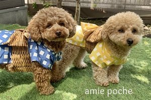 ○dogパターン - pattern shop amie poche