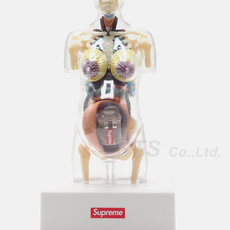 Supreme female anatomy model