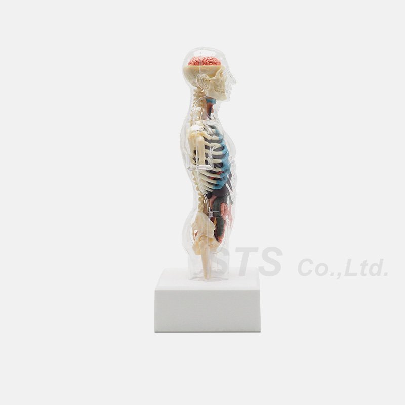 Supreme - Male Anatomy Model - ParkSIDER