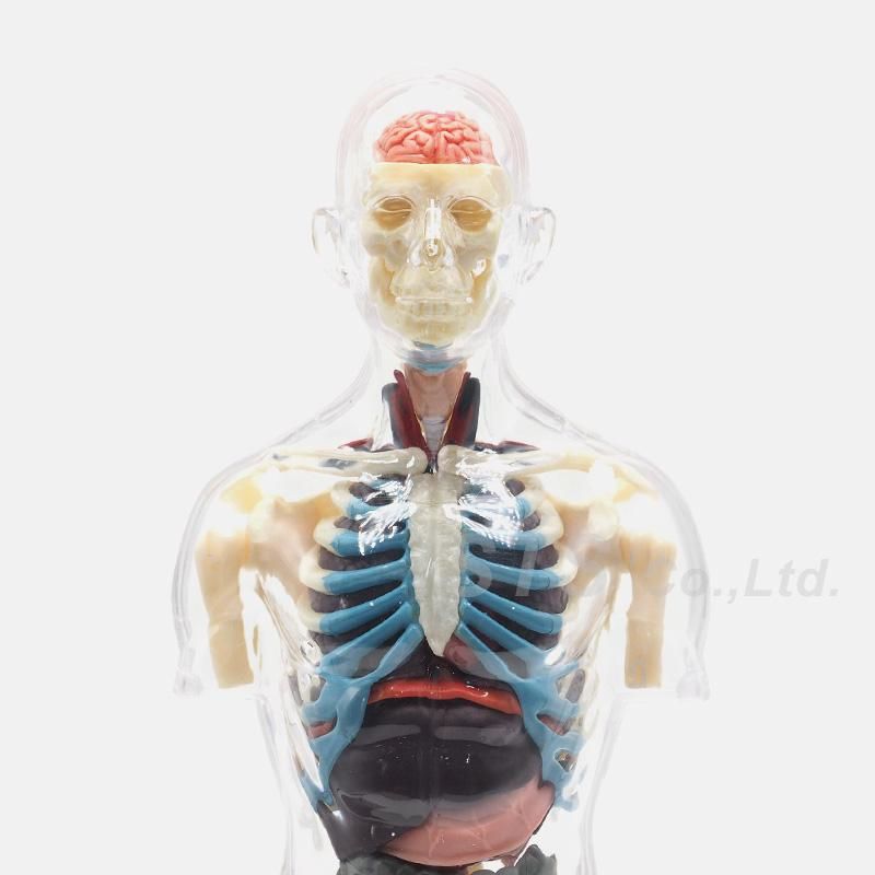 Supreme - SUPREME シュプリーム 18AW Transparent Torso クリア トルソー フィギュア 人体模型 マルチ SUPREME シュプリーム 18AW Transparent Torso クリア トルソー