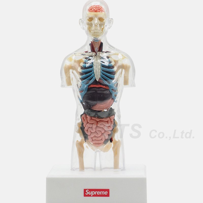 supreme Anatomy Model Femal,Male