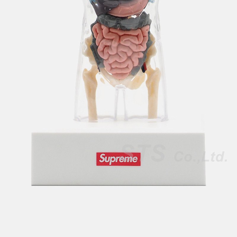 Supreme - Male Anatomy Model - ParkSIDER