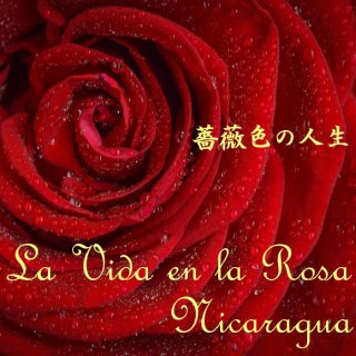 ニカラグア｜モンテクリスト農園｜ブルボン100％ 「薔薇色の人生 La vida en la Rosa」｜2022/2023 生豆