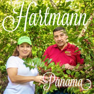パナマ｜ハートマン農園｜カツーラ・フルウォッシュド｜2022/2023 生豆【１０ｋｇ】