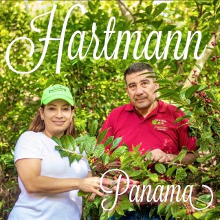 パナマ｜ハートマン農園｜カツーラ・フルウォッシュド｜2021/2022 生豆