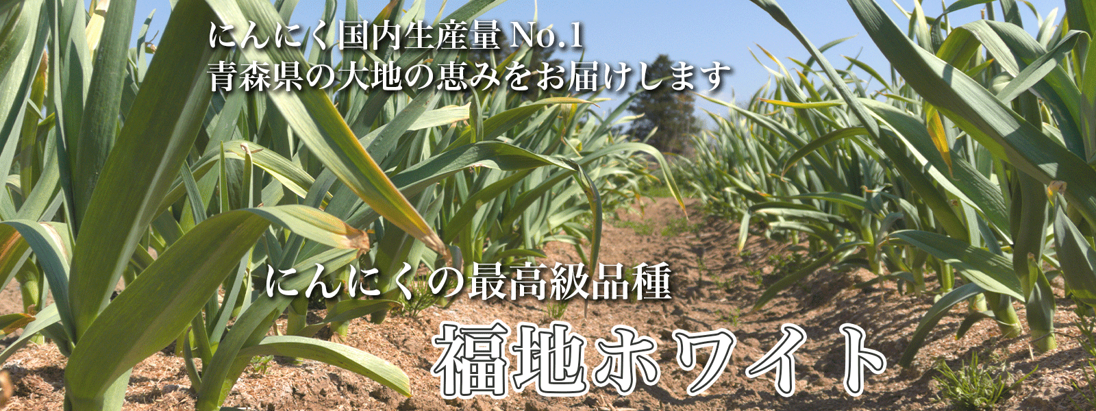 青森県産にんにく・低臭むきにんにく卸専門|いいにんにくSHOP 青森県産にんにく・低臭むきにんにく卸専門|いいにんにくSHOP