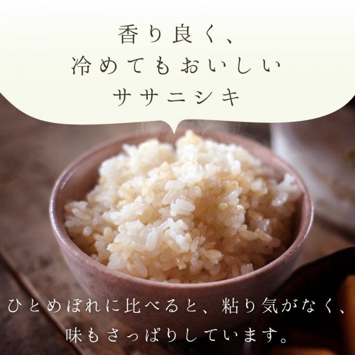 新米ササニシキ玄米10キロ農薬不使用 - 米