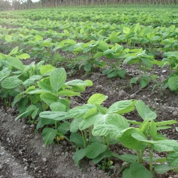 北海道産 有機黒豆茶 ティーバッグ 100g 5g 包 かわしま屋 送料無料 メール便での発送 北海道産 有機黒豆茶 ティーバッグ 100g 5g 包 かわしま屋 送料無料 メール便での発送