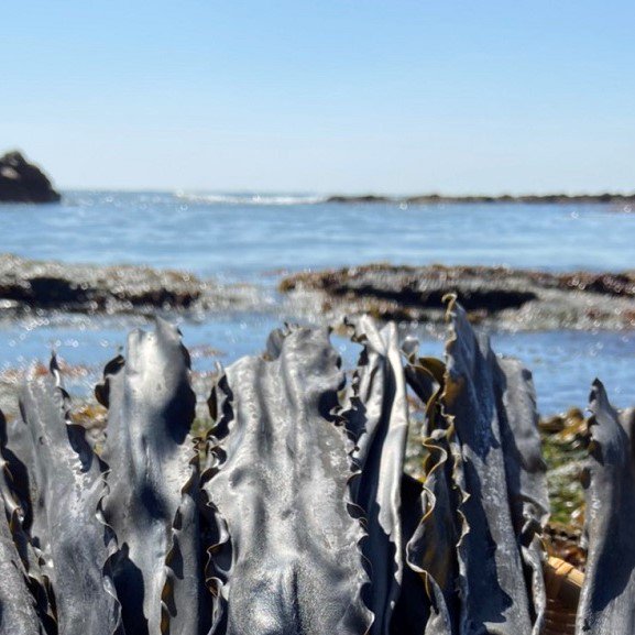 業務用 北海道産 天然利尻昆布 １０ｋｇ １００ｇ不織布入 まとめ買い