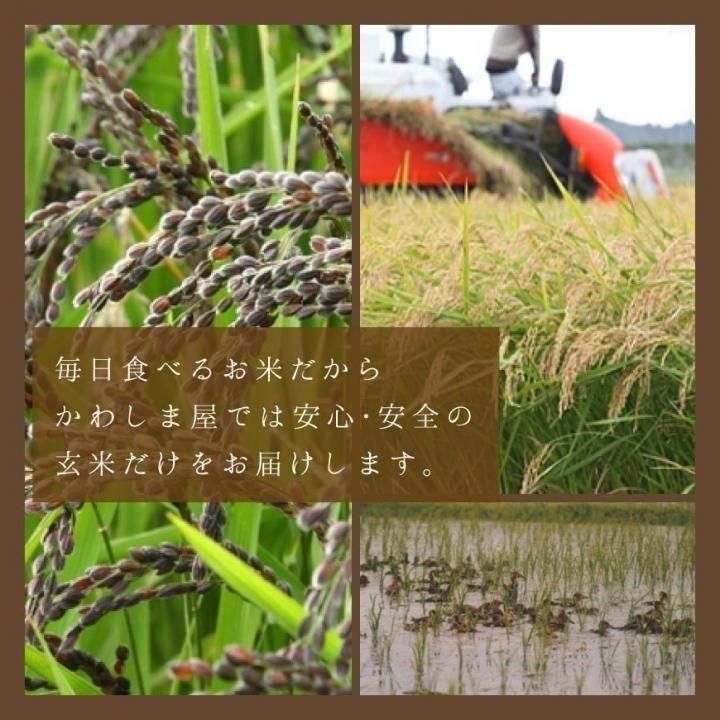 有機黒米 500g｜茨城県産 栽培期間中農薬・化学肥料不使用 大嶋