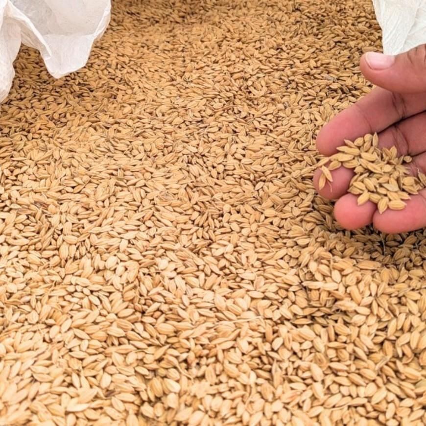 予約販売】【限定88袋】有機玄米 ひとめぼれ5kg（宮城県産