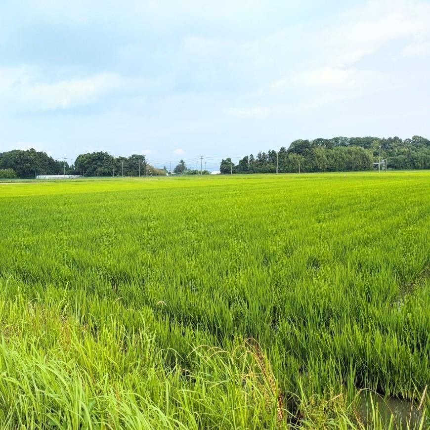 有機玄米 ひとめぼれ5kg（宮城県産）｜栽培期間中農薬・化学肥料