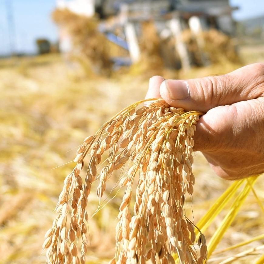 えこまる農園様、専用出品 えこまる農園様、専用出品
