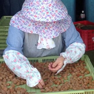 三年熟成有機南高梅干し A級品 1kg｜和歌山県産 無添加・無化学肥料