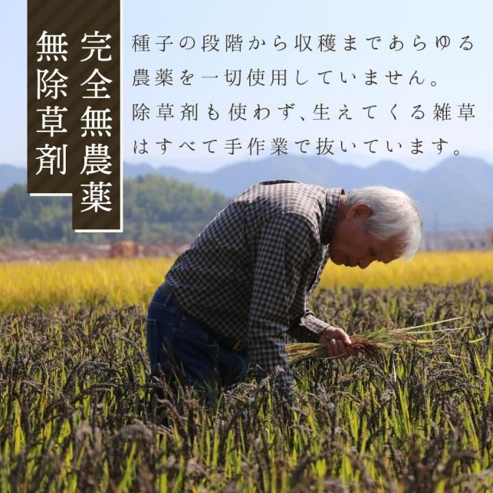 無化学肥料 無農薬 農薬不使用 除草剤不使用 自然栽培 ヒノヒカリ 大粒 玄米