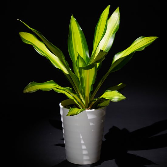 インテリアグリーン観葉植物-ドラセナゴールドコード|花を楽しむ通販 ...