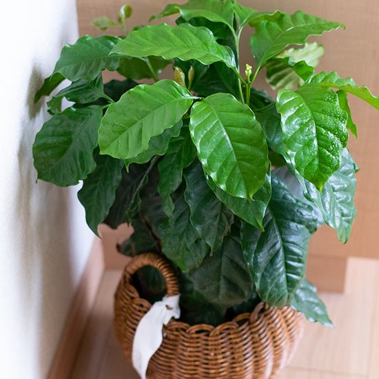 インテリアグリーン観葉植物-コーヒーの木 アラビカ[バスケット入り]|花を楽しむ通販ショップ《ケイコレクション》