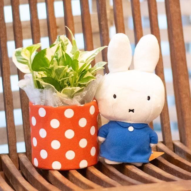 お花の入浴剤バスフレグランスソープ-ミッフィーポット＆ガーベラ花を