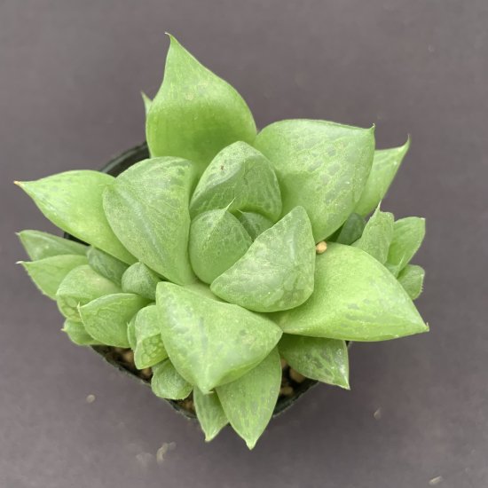 宝草 Haworthia x cuspidata 6cm鉢 - サボテン相談室ネットショップ