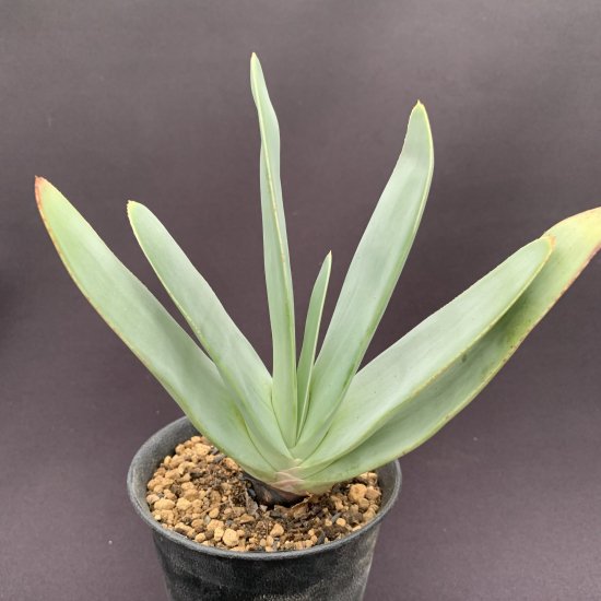 プリカティリス Kumara plicatilis (Aloe plicatilis)9cm鉢 - サボテン