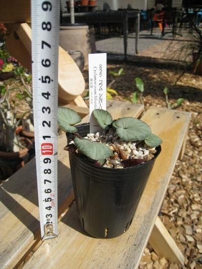 植物販売 兵庫県宝塚市 陽春園植物場ネット通販 原種シクラメン コウム シルバーリーフ 植物販売 兵庫県宝塚市 陽春園植物場ネット通販 原種シクラメン コウム シルバーリーフ