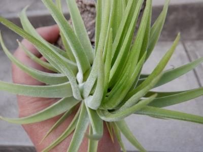 ティランジア・イオナンタ・マキシマ・アルバ - 陽春園ネット通販