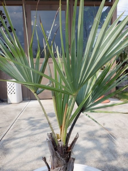 植物販売】兵庫県宝塚市㈱陽春園植物場ネット通販 ブラヘア・アルマータ